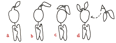 Grammatik-Studien: Hannes Katers Darsteller *15 Protagonist mit *16 Knoten  EInträge a bis d: bewusste Erinnerung, durchgezogene Kopflinie, nah schwebend und zugeordnet