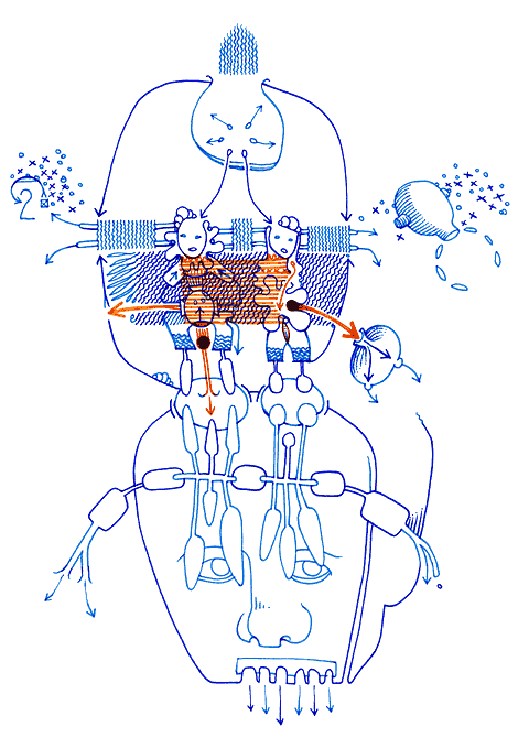 Hannes Kater - drawing from 09/06/2005